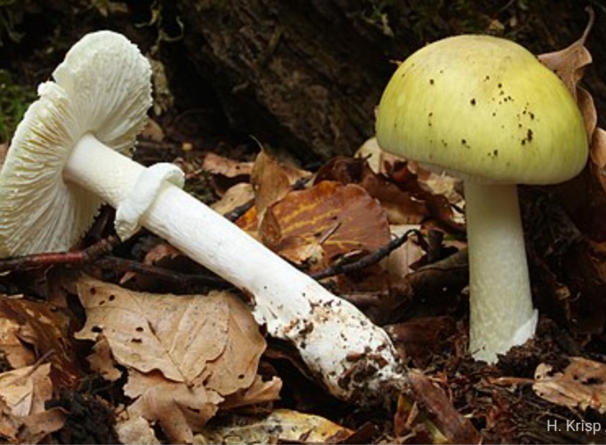 Mushroom Spotlight: Death Cap, The World’s Deadliest Mushroom
